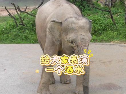 4月28日,#清远长隆森林王国 第二头#亚洲象 宝宝在#大象 妈妈“伊拉”和象姐姐“奈斯”的陪伴下,首次走到户外与游客见面。#小象 “五一”于4月21日凌晨出生,是个可爱的“象妹妹”。小象出生时体重103.9公斤,体长94厘米,身高80厘米。随着“五一 ”假期临近,这头新生小象将在清远长隆森林王国等待广大游客,共同开启一段治愈之旅。#清远