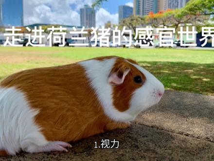 了解荷兰猪视力、听力、嗅觉、触觉的感官世界。