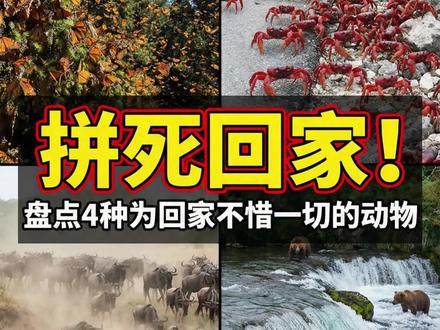 五种拼命都要回家的动物 #动物世界 #动物 #自然界动物 #科普 #原创视频