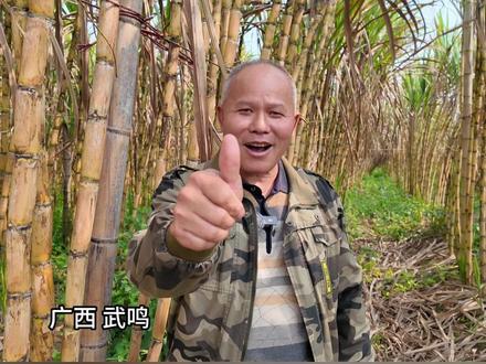 广西蔗农2000亩多亩甘蔗喜获丰收!亩产7吨,一年减投增收达百万!#三农 #广西甘蔗 #砍甘蔗 ##种植小技巧 #甘蔗种植