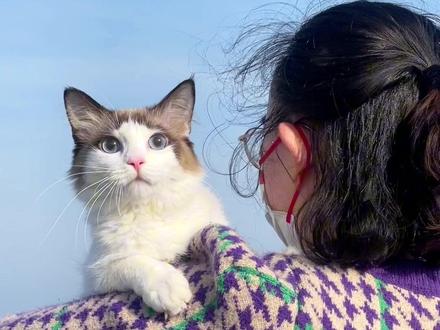 金渐层爸爸和布偶妈妈的宝宝,这算是配出惊喜了吗?#谁能拒绝傻憨憨的小猫咪 #记录猫咪日常 #这样的猫孩子谁不爱