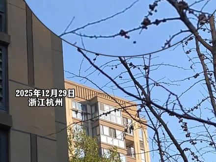 杭州松鼠爬19楼外墙上楼顶“团伙作案”偷吃萝卜干居民:应该不是第一次了#万万没想到#松鼠(来源:冀时新闻)