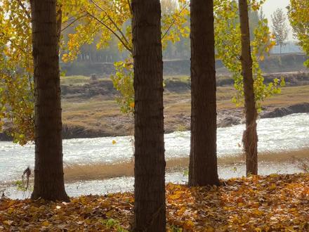 “距离焦作最近的阿勒泰”|导航武陟南王村沁河大堤