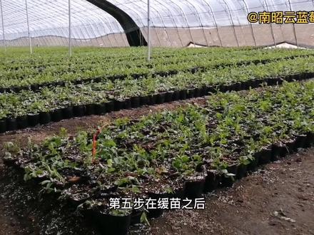 蓝莓由苔藓苗到钵苗的育苗技术流程和要点#蓝莓 #三农 #农业 #种植