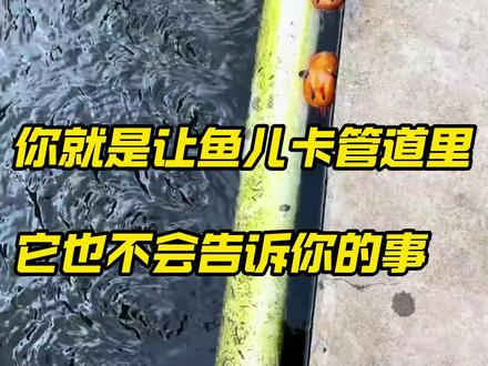 你就是把鱼儿卡在管道里,它也不会告诉你的几件事
关注我,每天分享更多养鱼技巧#养鱼 #司柠家#司柠家水族馆 #养鱼日记