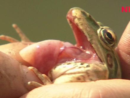青蛙怎么捕食,舌头原来是这么用的#奇妙的动物 #神奇动物在抖音
