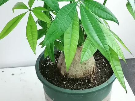 发财树要经常修剪的