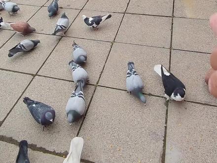 (第8集)关于呆呆鸟到底是不是我的问题
#神奇动物在抖音 #真实还原 #鸽子 #随拍 #剧情