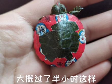 #乌龟🐢 #宠物龟 #爬宠 #拯救小彩龟,彩色油漆对乌龟伤害特别大,没有买卖就没有伤害🐢