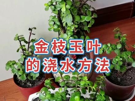 金枝玉叶的浇水方法#爱生活爱养花 #种植小技巧 #花卉绿植 #金枝玉叶