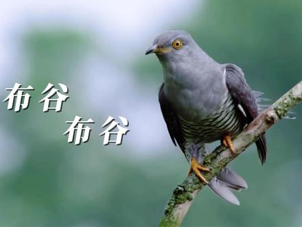 你听过"布谷布谷",却不知道它一生从未见过自己的父母。 #布谷鸟 #动物独白 #寄生繁殖 #动物解说 #自然纪录片
命运的悖论——欺骗与被欺骗,没有善恶,只有各自身不由己