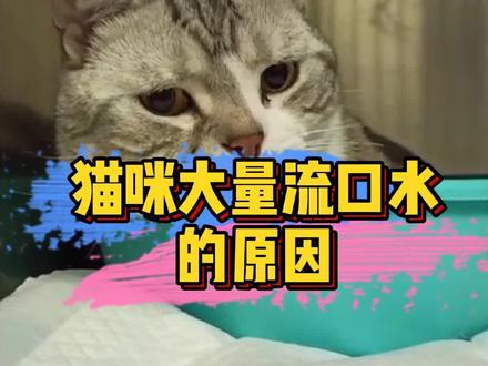 #猫 #干货 #猫咪 猫流口水的常见原因