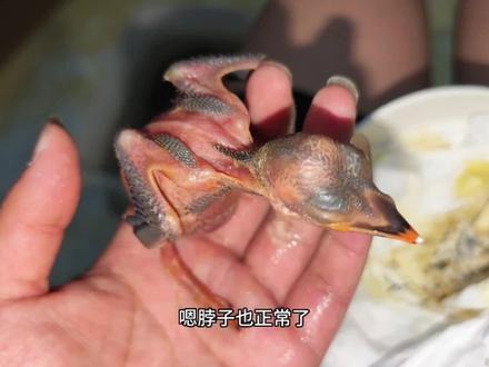 出生前差点被蚂蚁咬死脖子断掉的小鸟,一转眼已经出生6天了! #鸟类 #翠鸟 #翠鸟 #保护野生动物