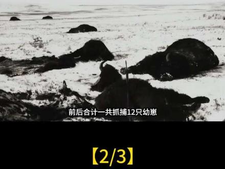 单只身价50万!青海四人盗捕高原国宝,12只幼崽殒命过半全员获刑#野牦牛#国宝#幼崽#科普动物#涨知识#野牦牛