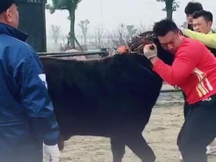 嘉兴非遗掼牛人均武林高手 #非遗 #浙江 #热点