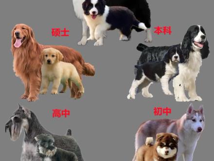 狗狗智商学历排名,看看都有谁