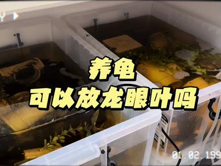 养龟到底放不放龙眼叶#龙眼叶#养龟日常#蛋龟#爬宠#自媒体