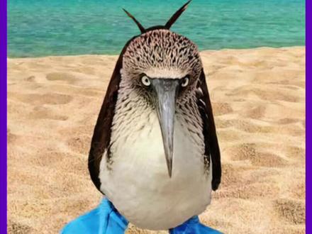 靠大脚丫子求偶的傻鸟,捕鱼方式也很沙雕 #万物皆有灵性 #dou来安利纪录片 #动物的迷惑行为