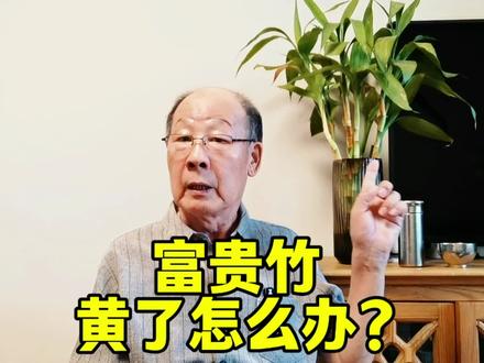 富贵竹 #原创视频#上热门 #居家生活#绿植#换水