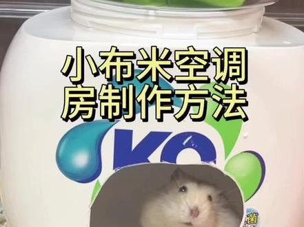 小布米的空调房 #仓鼠用品 #仓鼠冰窝 #仓鼠日常 #仓鼠宝宝的日常 #侏儒仓鼠