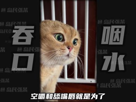 猫吵架嚼口香糖的原因是? #哈基米 #猫 #抽象