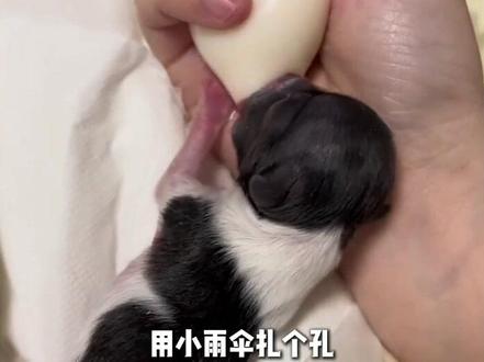 连着胎盘的小狗 -善良的小姐姐居然把剛出生的小狗養活了. #云台北