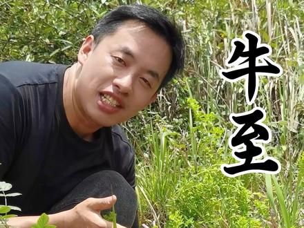 牛至:这种被人忽视的野草,其实是一种高档香料 #自然万物都是宝物 #牛至 #植物科普