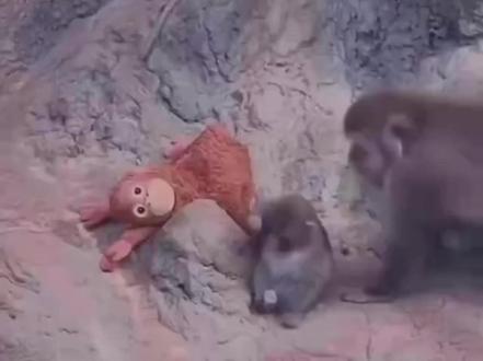 孤儿小猴子Panchi君被族群接纳了。 现在,这只小家伙不再像往常那样被赶走,而是被拥抱和保护,一只成年猕猴走近潘奇,没有攻击它,而是给了它一个长长的拥抱。 #Panchi #猕猴