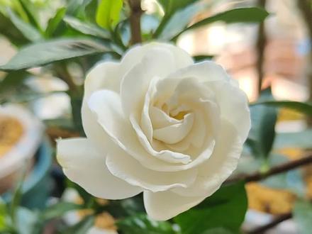 栀子花品种搭配,能香大半年 #栀子花盆栽 #栀子花 #我的养花日常 #栀子花开 #绿植