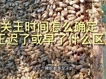 关王时间怎么确定(实操)关王迟了或早了什么区别 #蜜蜂养殖 #蜜蜂 #养蜂人 #大自然 #家乡特产 #蜂蜜