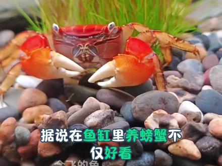 家人们!相手蟹这“迷你小霸主”太有意思了~ 背甲方方的像块小盾牌,大螯举着像在拱手,爬来爬去超灵活,看它横着走的傲娇样,能笑一整天!
不用大空间,小缸加块陆地就能养,喂点鱼虾、菜叶就吃得香。白天晒太阳,晚上溜达,互动感拉满,伸手过去还会举螯“打招呼”~ 新手也能轻松拿捏,赶紧带只回家当桌面萌宠!
#相手蟹 #桌面小宠物 #萌宠新花样 #好养宠物推荐 #互动小萌物