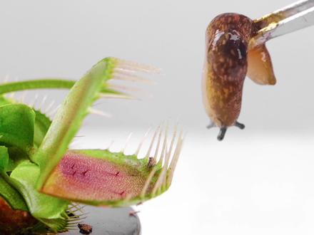 把鼻涕虫喂给捕蝇草会怎样? #捕蝇草 #食虫植物 #蛞蝓 #鼻涕虫 #昆虫 #动物 #观察 #记录 #动物