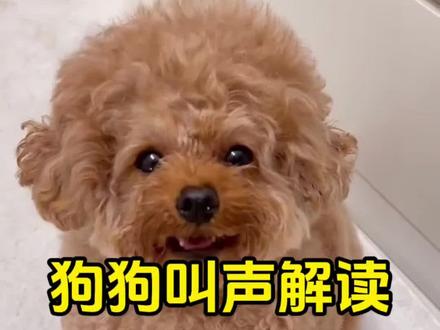 狗狗的叫声表达的含义你都听懂了吗? #养狗人 #新手养狗 #萌宠 #狗狗 #养狗经验分享
