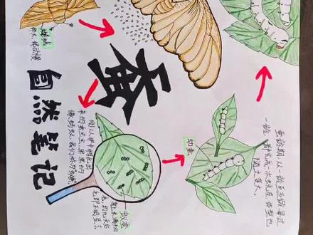 #小学生手抄报 #快乐学习快乐成长 自然笔记~蚕的一生