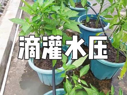 自己做了一个简易的滴灌系统,由于楼顶种的东西太多,分布较广,水压有点不够用。吸取教训,慢慢改进。#楼顶菜园 #自己种的纯天然的绿色蔬菜 #家庭种植 #一份耕耘一份收获 #滴灌 #种植的乐趣