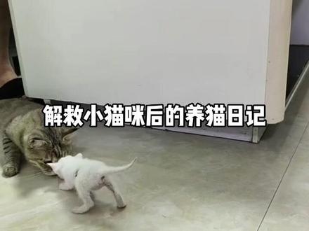 解救流浪小猫咪后续#小奶猫 #萌宠猫咪