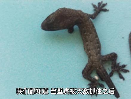 壁虎断尾为何能再生?