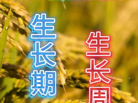 一个视频讲明白生长期和生长周期 #高中地理 #生长期 #生长周期