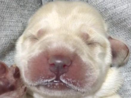 经过一晚上的努力,她终于生下了…
#拉布拉多 #铲屎官的乐趣 #抖音动物图鉴