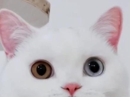 为何异瞳猫大都是白猫 #宠物知识 #萌知计划 #乐享科学营#异瞳猫 @抖音青少年