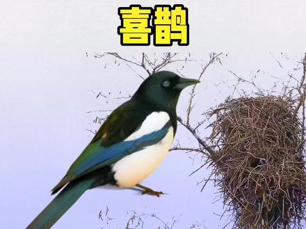 喜鹊窝堪称动物界的豪华别墅,请欣赏喜鹊夫妇高超的筑巢过程。#创作灵感#万物皆有灵性 #喜鹊 #喜鹊窝 #治愈