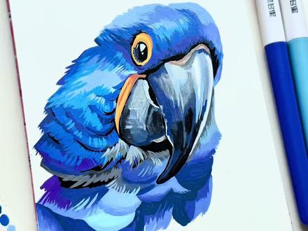 紫蓝金刚鹦鹉|丙烯马克笔插画|手绘插画
#画画打卡 #丙烯马克笔绘画 #慕多星丙烯马克笔 #手绘 #画鹦鹉