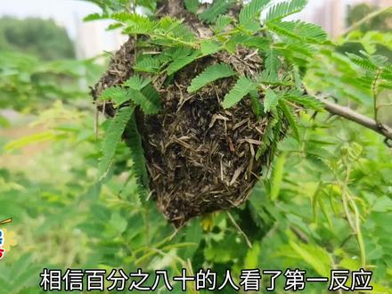 你知道筑巢在树上的蚂蚁是什么蚂蚁吗,你对它们是否了解? #蚂蚁 #蚂蚁窝户外