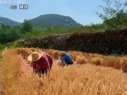 对农民来说,粮食就是天大的事#小麦 #粮食 #襄阳 #抢收 #暴雨