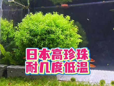 日本珍珠草耐寒吗?已试验,冬季不加温高珍珠水草耐低温没被冻死 日本珍珠草耐寒吗?日本高珍珠水草冬季能耐几度低温?已试验,放心养,日本高珍珠水草挺耐寒!冬季室外零下八度,室内不加温没冻死。日本高珍珠水草怕冷吗?冬天几度会冻死?日本珍珠草耐寒问题解答。日本珍珠草能耐几度低温?无肥无碳,火山石古法生态缸日本高珍珠水草耐寒试验结果揭晓。日本珍珠草温度低了会死吗?放心养,别害怕,这种水草耐寒!日本高珍珠水温低会死吗?日本珍珠草水草冬天不加温会不会冻死问题视频教程。鸫龟先生古法养鱼视频教学,新手养鱼指南之日本高珍珠水草篇。#内容启发搜索 #神奇动物在抖音 #鱼缸里的大自然 #养鱼日记 #水族