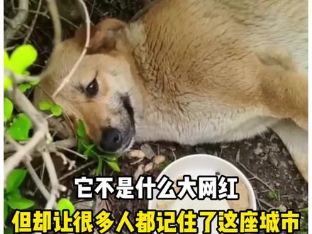 它不是什么大网红,但却让很多人都记住了这座城市 原创@柯基兵兵和花花 #动物的迷惑行为 #流浪狗 #流浪狗救助 #黄站长 #关爱流浪狗