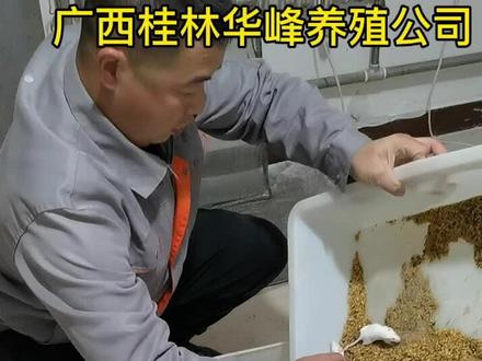 #小白鼠 #小白鼠养殖 #小白鼠实验 #小白鼠血清 #小白鼠的一生 #小白鼠好像有话要说