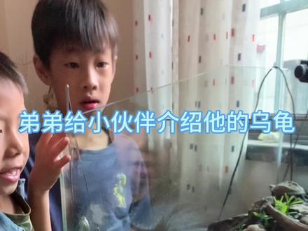 未来的养龟佬#养龟人