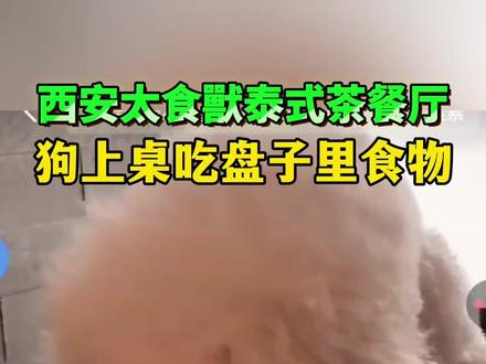 西安大都荟一餐厅狗上桌吃盘子里食物 #太食兽泰式茶餐厅