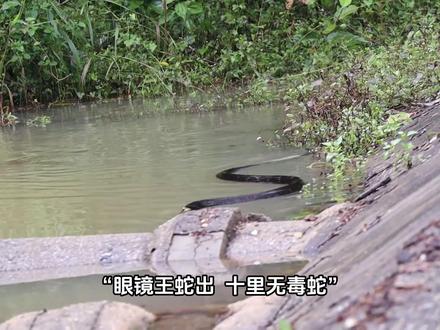 “眼镜王蛇出,十里无毒蛇”只要体型适合,它都可以吃 #眼镜王蛇捕食 #眼镜王蛇第一视角